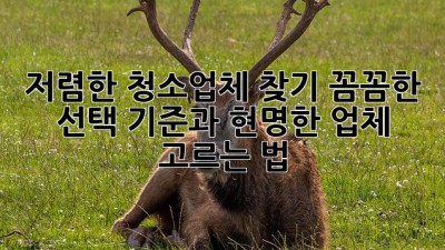 저렴한 청소업체 찾기: 꼼꼼한 선택 기준과 현명한 업체 고르는 법